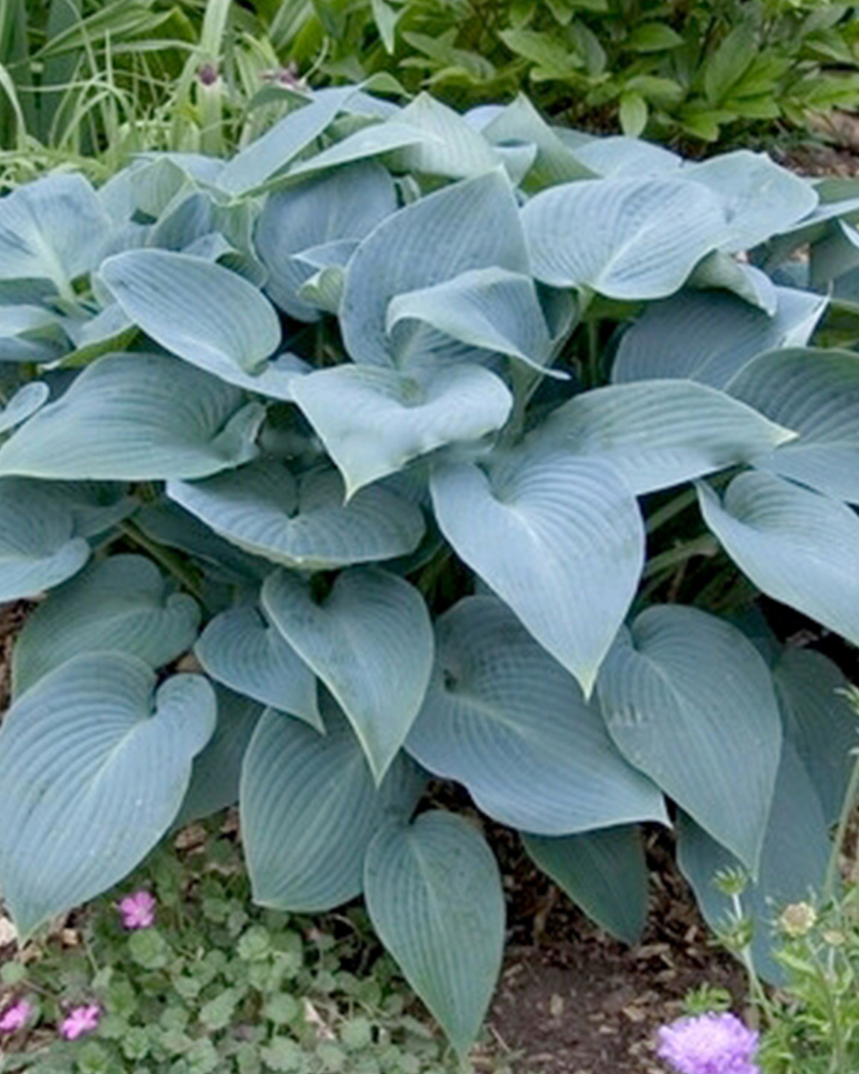 HOSTA TARDIANA HALCYON 25 kusov